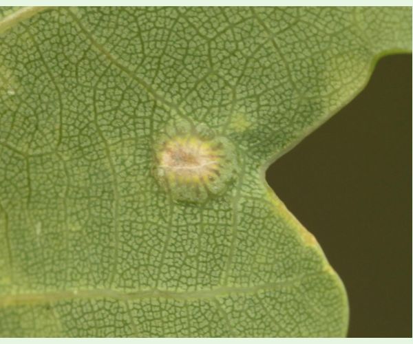 Hrčiarka Neuroterus numismalis