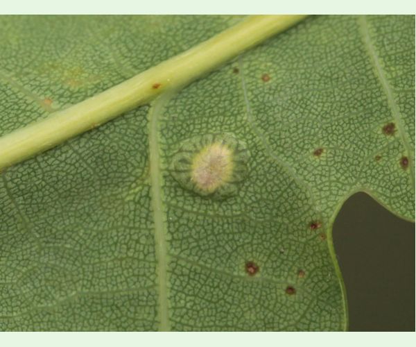 Hrčiarka Neuroterus numismalis