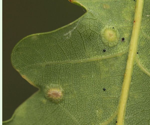 Hrčiarka Neuroterus numismalis