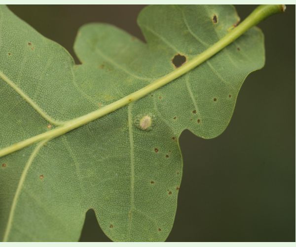 Hrčiarka Neuroterus numismalis