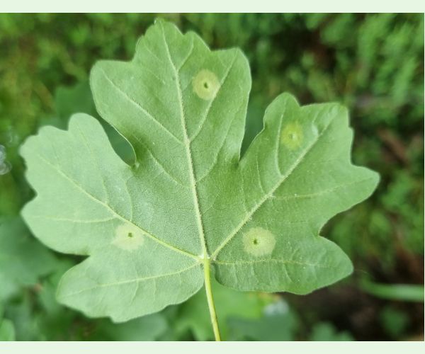 Hrčiarka Acericecis campestre