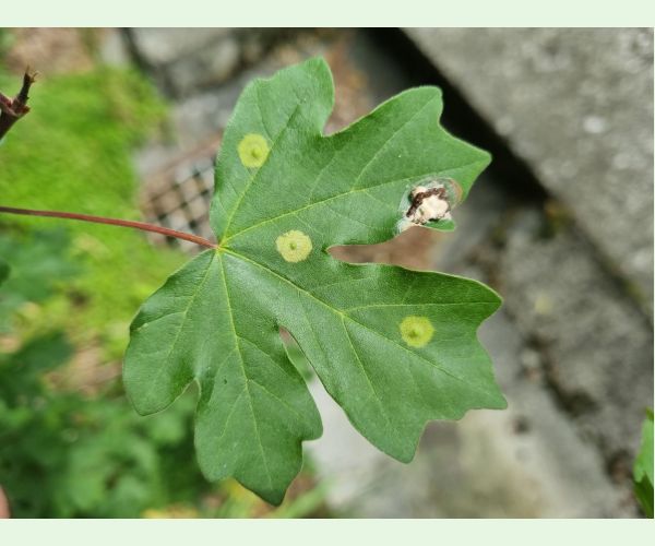 Hrčiarka Acericecis campestre