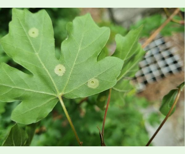 Hrčiarka Acericecis campestre