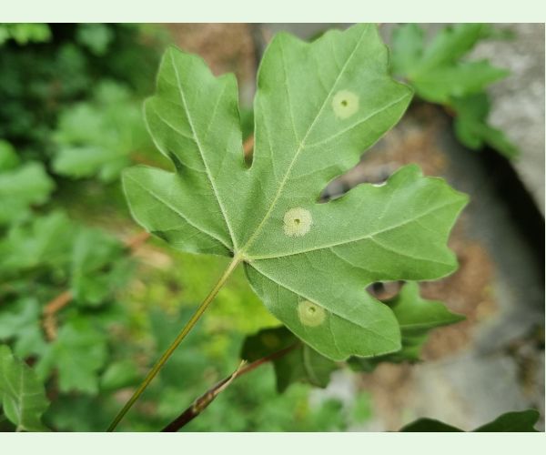 Hrčiarka Acericecis campestre