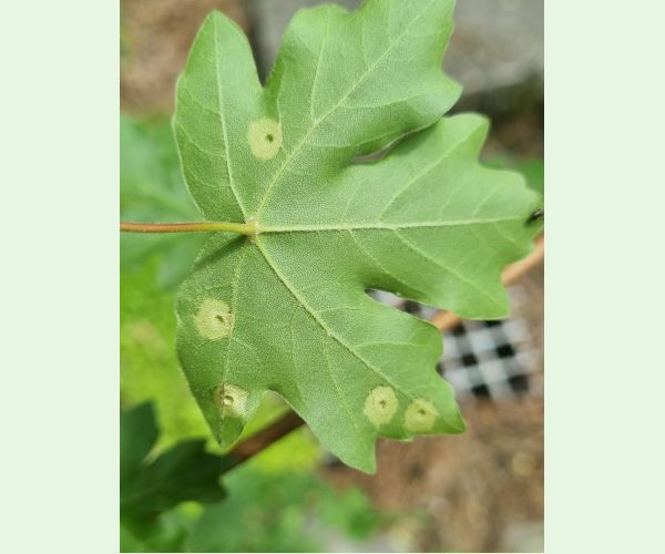 Hrčiarka Acericecis campestre
