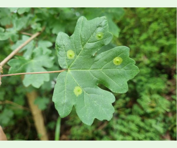 Hrčiarka Acericecis campestre