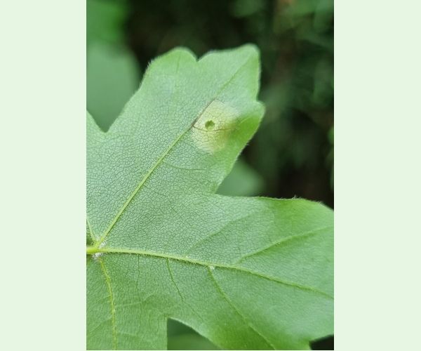 Hrčiarka Acericecis campestre