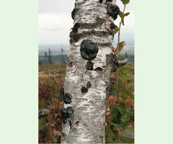 Daldínia koncentrická