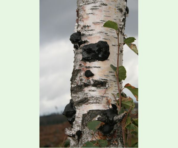 Daldínia koncentrická