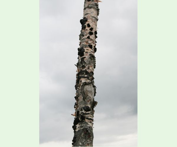 Daldínia koncentrická