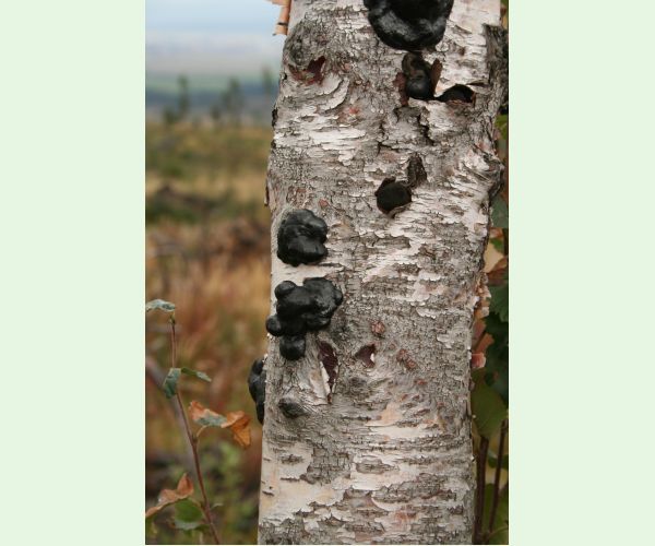 Daldínia koncentrická