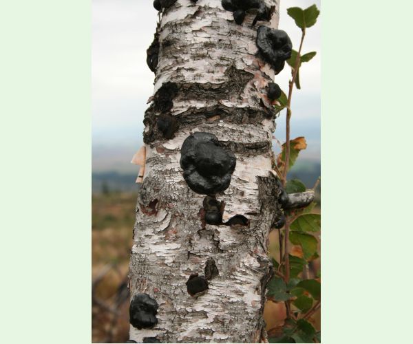 Daldínia koncentrická