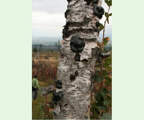 Daldínia koncentrická