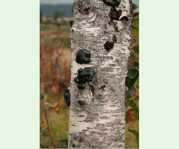 Daldínia koncentrická