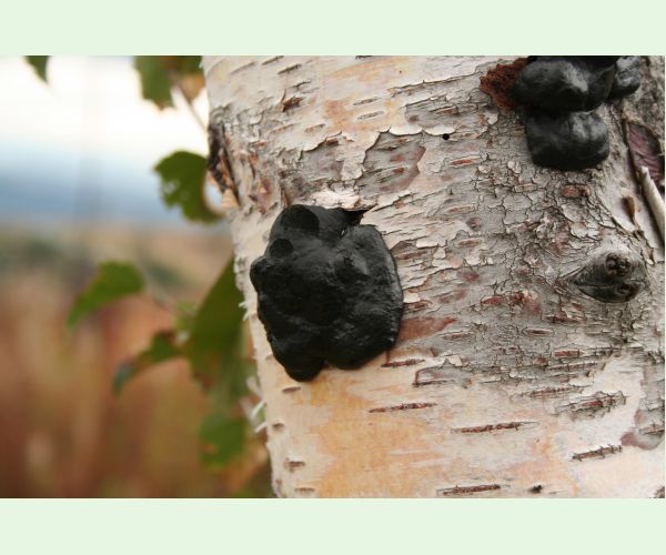 Daldínia koncentrická