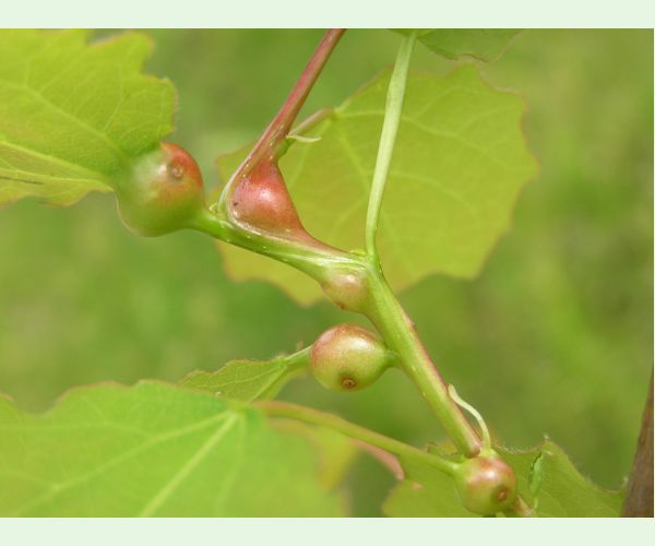 Plodomorka Contarinia petioli