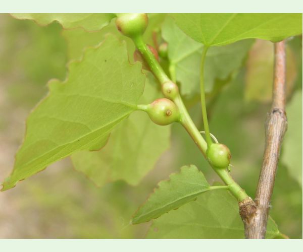 Plodomorka Contarinia petioli