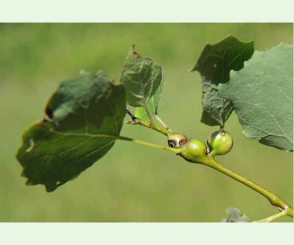 Plodomorka Contarinia petioli