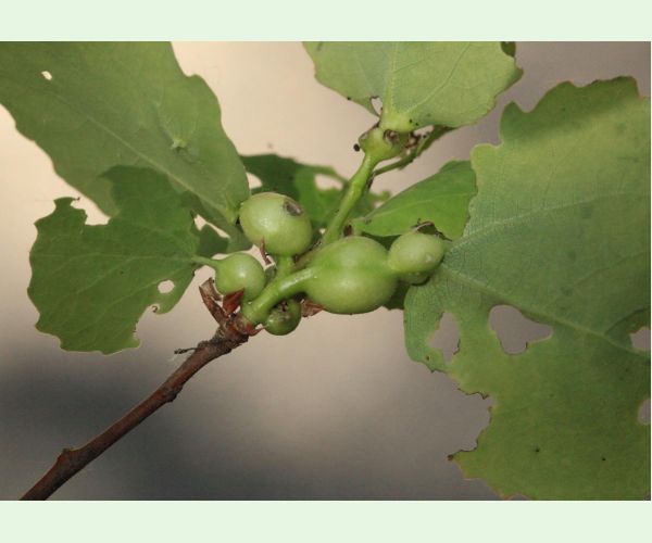 Plodomorka Contarinia petioli