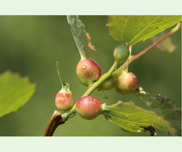 Plodomorka Contarinia petioli