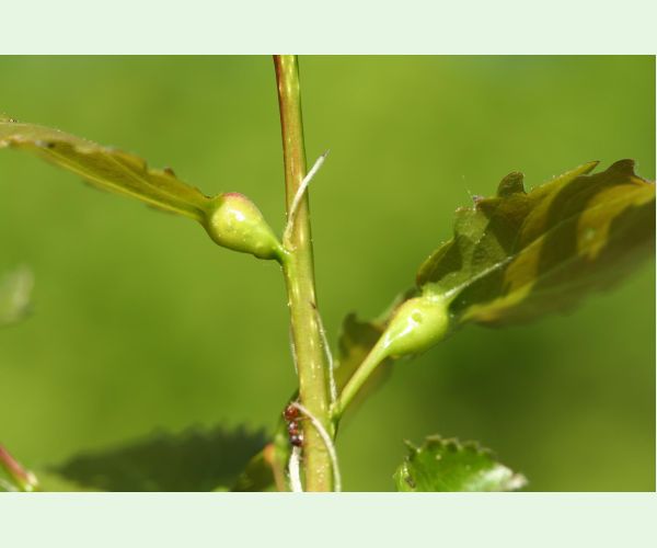 Plodomorka Contarinia petioli