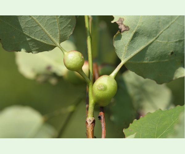 Plodomorka Contarinia petioli