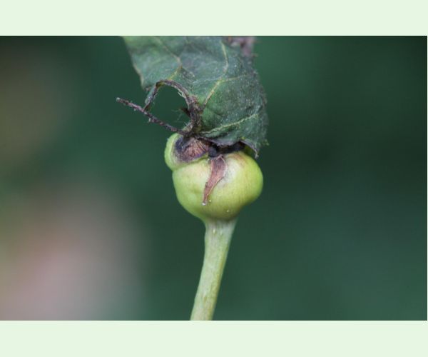 Plodomorka Contarinia petioli