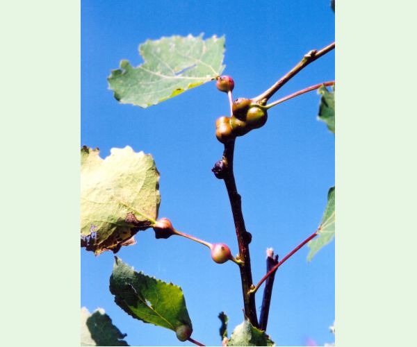 Plodomorka Contarinia petioli