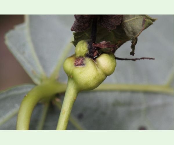 Plodomorka Contarinia petioli