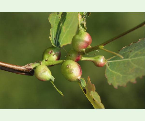 Plodomorka Contarinia petioli