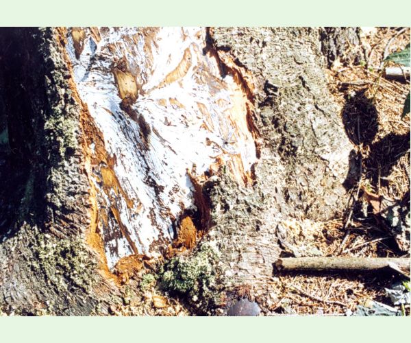 Podpňovka smreková