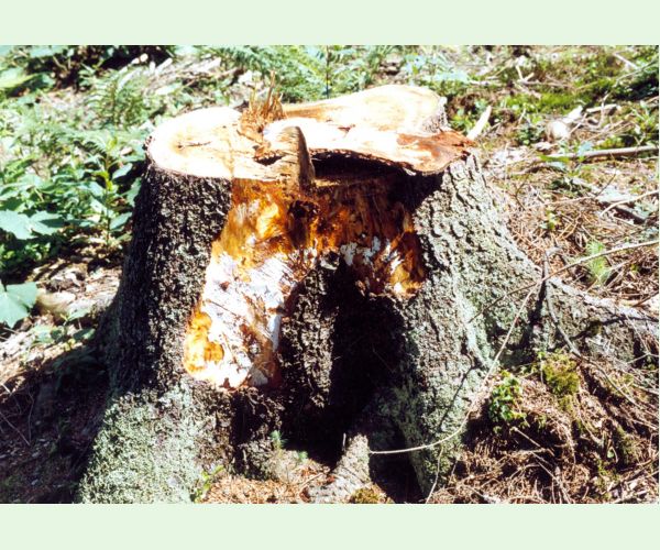 Podpňovka smreková