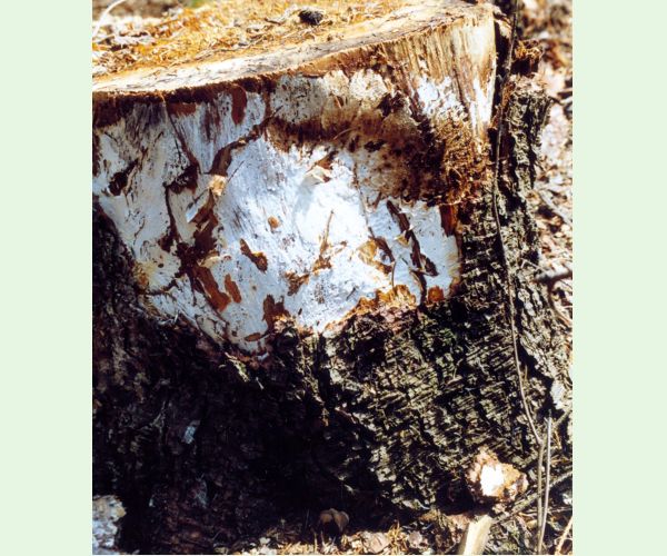 Podpňovka smreková