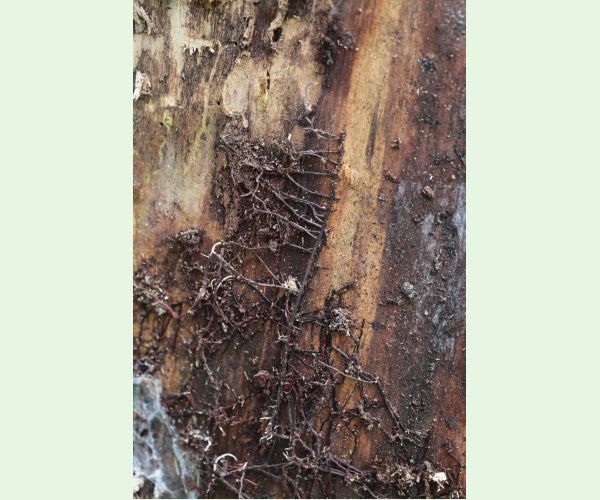 Podpňovka smreková