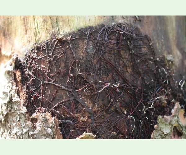 Podpňovka smreková