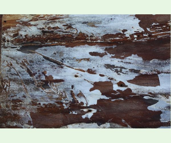 Podpňovka smreková