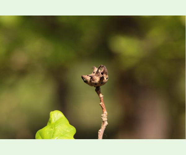 Hrčiarka Andricus coriarius