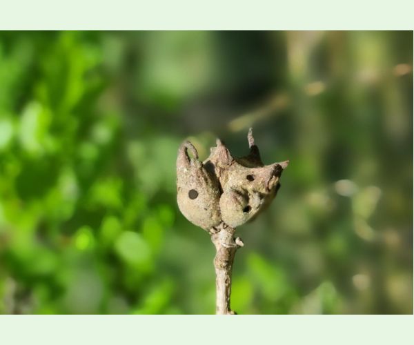 Hrčiarka Andricus coriarius