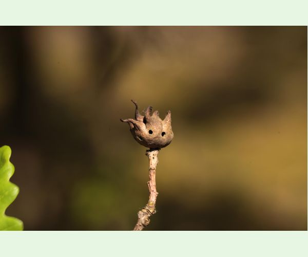 Hrčiarka Andricus coriarius