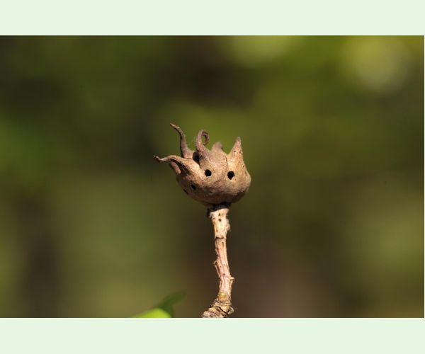 Hrčiarka Andricus coriarius