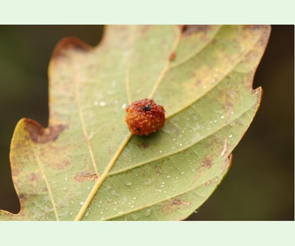 Hrčiarka Trigonaspis synapsis