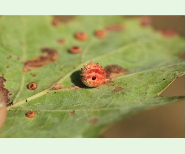 Hrčiarka Trigonaspis synapsis