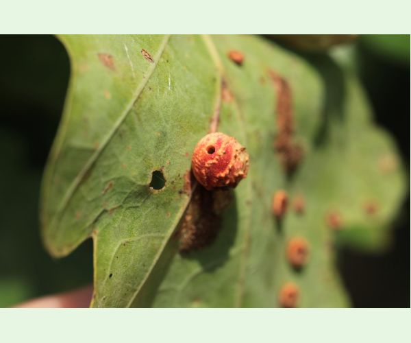 Hrčiarka Trigonaspis synapsis