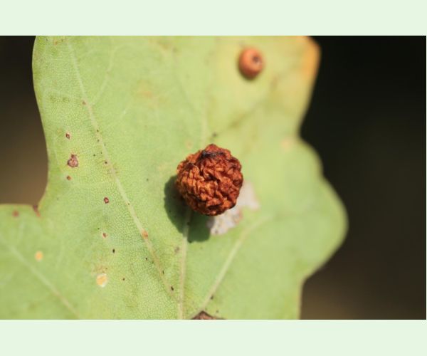 Hrčiarka Trigonaspis synapsis