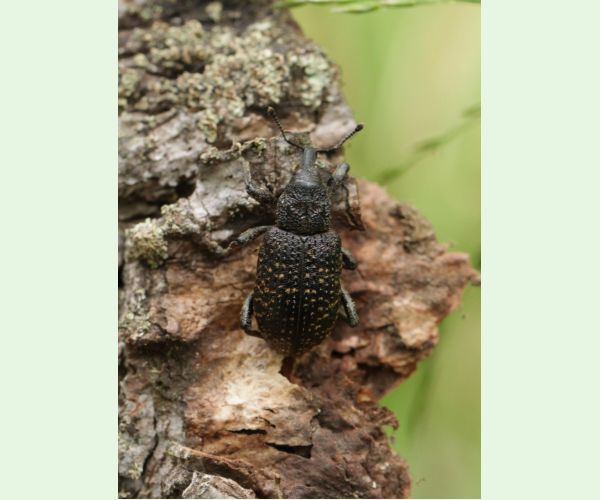 Tvrdoň smrekovcový