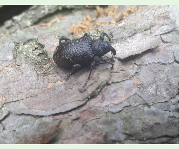 Tvrdoň smrekovcový