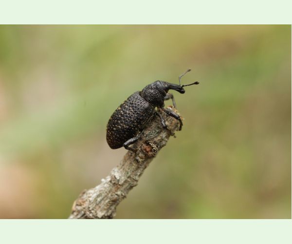 Tvrdoň smrekovcový