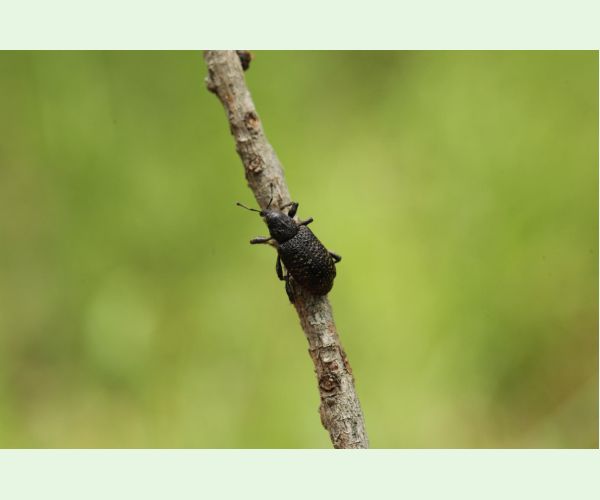 Tvrdoň smrekovcový