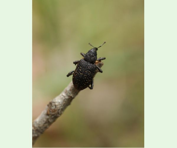 Tvrdoň smrekovcový