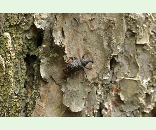 Tvrdoň smrekovcový